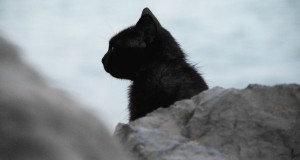 Curiosity Kills Cats?